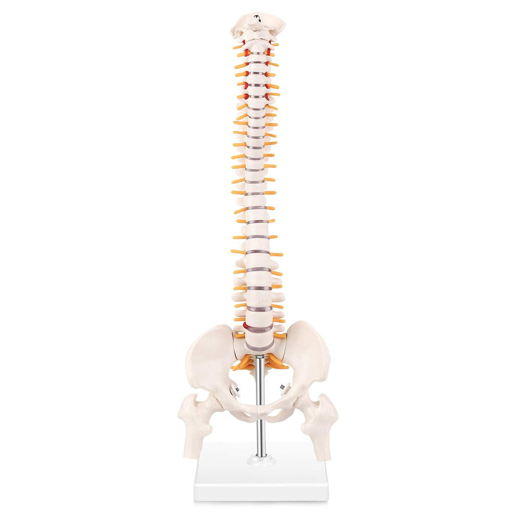 The human body supports the axial bone - the spine