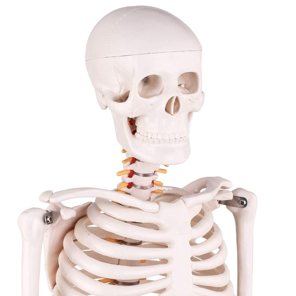 How Much Do You Know About The Human Skeleton Model?
