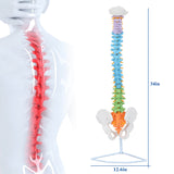 LYOU Life Size Colored Spine Model 34" Flexible Anatomical Spine Model Size