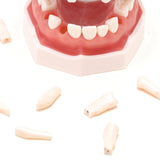 Dental Teeth Model Adult Teeth Model with 28 Teeth Detachable Teeth