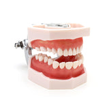 LYOU Dental Teeth Model Adult Teeth Model with 28 Teeth Detachable Teeth