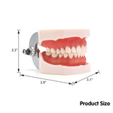 LYOU Dental Teeth Model Size