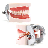 LYOU Dental Teeth Model NEW