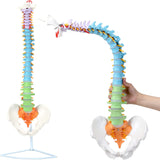 LYOU Life Size Colored Spine Anatomy Model 34" Flexible Anatomical Spine Model