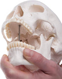 LYOU Human Skull Anatomical Model Life Size Adult Human Anatomy Head Skull Model