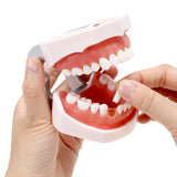 LYOU Dental Teeth Model