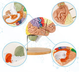 Brain Model 2 Times Life-Size Anatomical Model Detachable Medical Brain Supplement Model