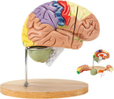 LYOU Brain Model 2 Times Life-Size Anatomical Model Detachable Medical Brain Supplement Model