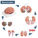 LYOU Life-Size Human Brain Anatomical Model Medical Colored Brain Model with Arteries for Science Classroom Study Display