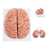 LYOU Anatomy Brain Model