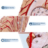 Highest Quality LYOU Anatomy Brain Model