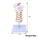 LYOU Cervical Vertebra Model Life-Size Cervical Vertebra Anatomical Model for Study Display Teaching