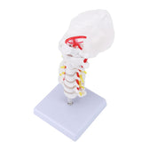 LYOU Cervical Vertebra Model Life-Size Cervical Vertebra Anatomical Model for Study Display Teaching