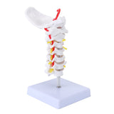 LYOU Cervical Vertebra Model Life-Size Cervical Vertebra Anatomical Model for Study Display Teaching