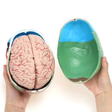 Human Colored Skull Model with Detachable Brain Model