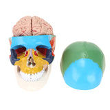 LYOU Life Size Human Colored Skull Model with Detachable Brain Model