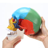 Life Size Human Colored Skull Model with Detachable Brain Model