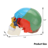 LYOU Life Size Human Colored Skull Model with Detachable Brain Model Size