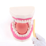 LYOU Dental Tooth Care Model 6x Mouth Model for Speech Therapy with Giant Toothbrush