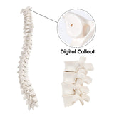 LYOU Human Complete Disarticulated Skeleton Model 67" Tall Model Life Size Human Skeleton Anatomy Model