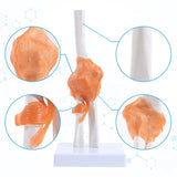 LYOU Life Size Human Flexible Elbow Joint Model Anatomy Model with Realistic and Soft Ligament Anatomy