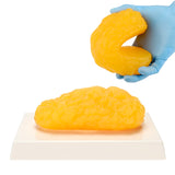 LYOU Human Body 1 lb Fat Anatomy Model for Anatomy Class Display Stay Healthy Weight Loss Motivation Reminder