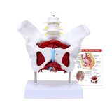 LYOU Female Pelvis Model with Organs Pelvic Floor Muscles and Reproductive Organs and Removable Organs