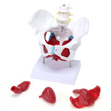  Female Pelvis Model with Organs Pelvic Floor Muscles and Reproductive Organs and Removable Organs