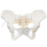 LYOU Life Size Female Pelvis Model  Flexible Female Anatomy Pelvis Model