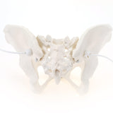 LYOU,Female Pelvis Model,Female Anatomy Pelvis Model,Pelvis Model