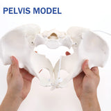 LYOU,Female Pelvis Model,Female Anatomy Pelvis Model,Pelvis Model