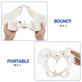 LYOU,Female Pelvis Model,Female Anatomy Pelvis Model,Pelvis Model