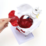 LYOU Female Pelvis Model with Organs Pelvic Floor Muscles and Reproductive Organs and Removable Organs