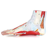 LYOU Human Foot Anatomy Model with 9 Detachable Parts with the Muscles Ligaments Nerves and Arteries