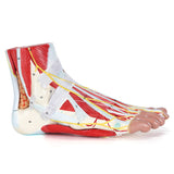 LYOU Human Foot Anatomy Model with 9 Detachable Parts with the Muscles Ligaments Nerves and Arteries