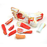 LYOU Human Foot Anatomy Model with 9 Detachable Parts with the Muscles Ligaments Nerves and Arteries