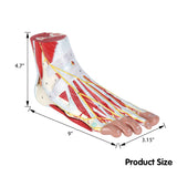 LYOU Human Foot Anatomy Model with 9 Detachable Parts with the Muscles Ligaments Nerves and Arteries