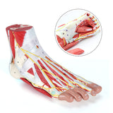 LYOU Human Foot Anatomy Model with 9 Detachable Parts with the Muscles Ligaments Nerves and Arteries