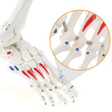 LYOU Human Right Foot and Ankle Model Life Size W/Muscle Origin & Insertions Painted Medical Anatomy Foot Skeleton Model W/Tibia Fibula and Fully Articulated