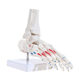 LYOU Human Right Foot and Ankle Model Life Size W/Muscle Origin & Insertions Painted Medical Anatomy Foot Skeleton Model W/Tibia Fibula and Fully Articulated