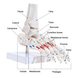 LYOU Human Right Foot and Ankle Model Life Size W/Muscle Origin & Insertions Painted Medical Anatomy Foot Skeleton Model W/Tibia Fibula and Fully Articulated