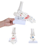 LYOU Human Right Foot and Ankle Model Life Size W/Muscle Origin & Insertions Painted Medical Anatomy Foot Skeleton Model W/Tibia Fibula and Fully Articulated