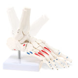 LYOU Human Right Foot and Ankle Model Life Size W/Muscle Origin & Insertions Painted Medical Anatomy Foot Skeleton Model W/Tibia Fibula and Fully Articulated