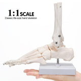 Human Right Foot and Ankle Model Life Size Medical Anatomy Foot Skeleton Model W/Tibia Fibula and Fully Articulated for Medical Study & Science Classroom