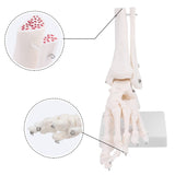 Human Right Foot and Ankle Model Life Size Medical Anatomy Foot Skeleton Model W/Tibia Fibula and Fully Articulated for Medical Study & Science Classroom