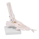 Human Right Foot and Ankle Model Life Size Medical Anatomy Foot Skeleton Model W/Tibia Fibula and Fully Articulated for Medical Study & Science Classroom