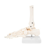 Human Right Foot and Ankle Model Life Size Medical Anatomy Foot Skeleton Model W/Tibia Fibula and Fully Articulated for Medical Study & Science Classroom