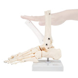 Human Right Foot and Ankle Model Life Size Medical Anatomy Foot Skeleton Model W/Tibia Fibula and Fully Articulated for Medical Study & Science Classroom