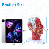 LYOU Human Half Head Superficial Neurovascular Model Anatomical Teaching Model Size