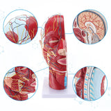 LYOU Human Half Head Superficial Neurovascular Model Anatomical Teaching Model Display